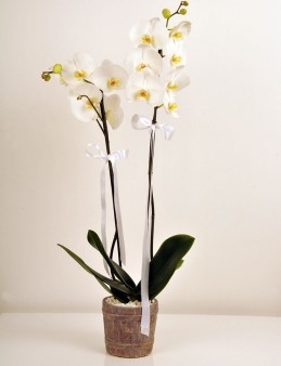 Çift Dallı Beyaz Orkide Orkideler çiçek gönder