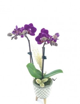3 Ayaklı Seramikte Mini Orkide Orkideler çiçek gönder