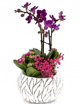 Yaprak Desenli Seramikte Mini orkide  çiçek gönder