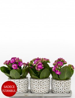 Trio Plus Serisi Pembe Kalanchoe  çiçek gönder