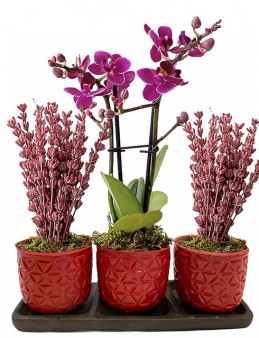 Üçlü Beton Saksıda Orkide ve Lavanta Orkideler çiçek gönder