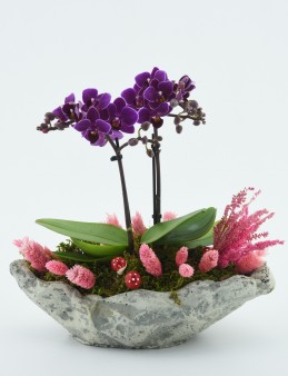 Kayık Seramikte Mini Orkide Çiçeği  çiçek gönder