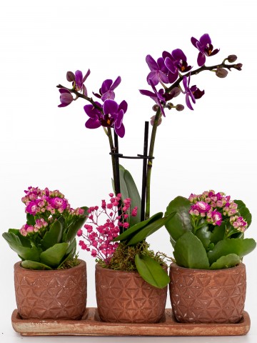 Renkli Trio Plus Serisi Kalanchoe ve Mini Orkide Orkideler çiçek gönder