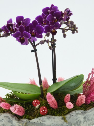 Kayık Seramikte Mini Orkide Çiçeği Orkideler çiçek gönder
