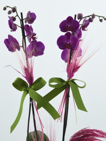 Özel Kadeh Vazoda İkili Mor Orkide Orkideler çiçek gönder