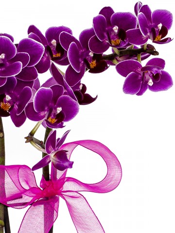 Desenli Saksıda  Mini Orkide ve Kalanchoe Orkideler çiçek gönder