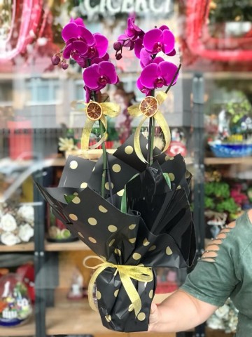 Mor Orkide Butik Tasarım Serisi Orkideler çiçek gönder