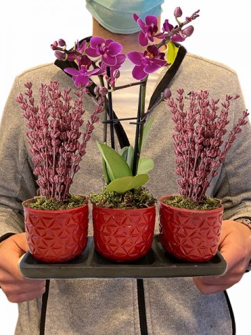 Üçlü Beton Saksıda Orkide ve Lavanta Orkideler çiçek gönder