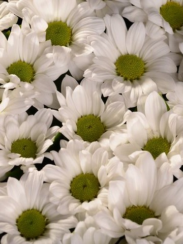 Beyazın Gizemi Kutuda Çiçek çiçek gönder