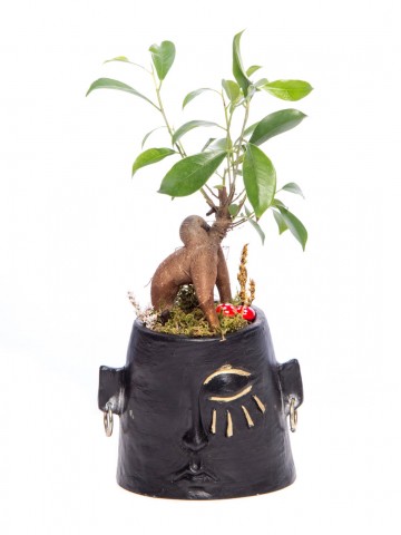 Arati Serisi Ficus Ginseng Bonsai Tasarım Saksı Çiçekleri çiçek gönder