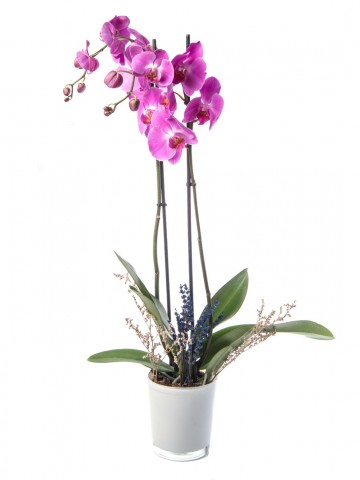 Eddar Serisi Mor Orkide Tasarım Orkideler çiçek gönder