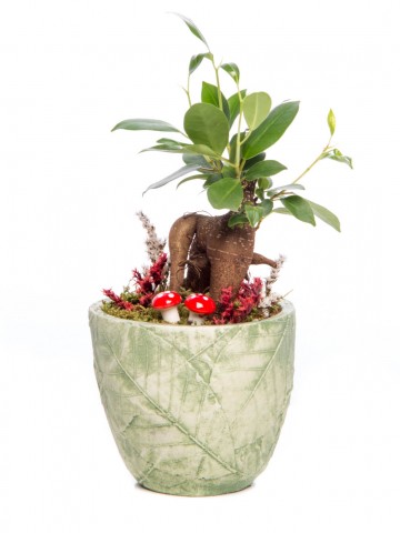 Herba Serisi Ficus Ginseng Bonsai Tasarım Saksı Çiçekleri çiçek gönder
