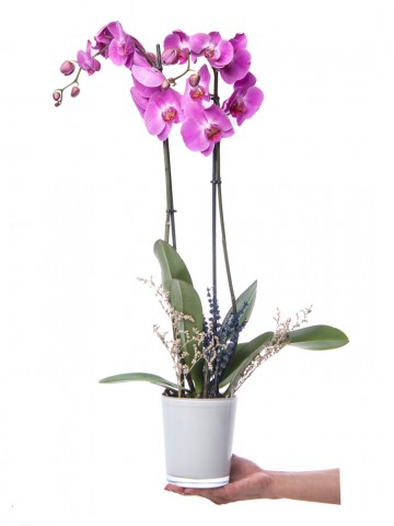 Eddar Serisi Mor Orkide Tasarım Orkideler çiçek gönder