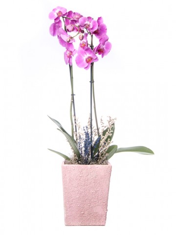 Büyük Orkide Serisi Orkide Tasarım Orkideler çiçek gönder