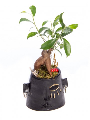 Arati Serisi Ficus Ginseng Bonsai Tasarım Saksı Çiçekleri çiçek gönder
