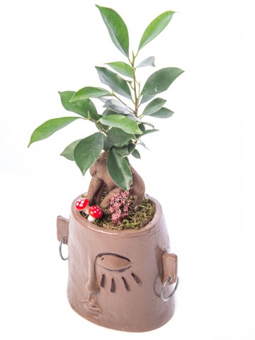 Arati Serisi Ficus Ginseng Bonsai Tasarım Saksı Çiçekleri çiçek gönder