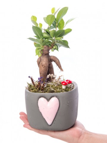 Cuore Serisi Ficus Ginseng Bonsai Tasarım Saksı Çiçekleri çiçek gönder
