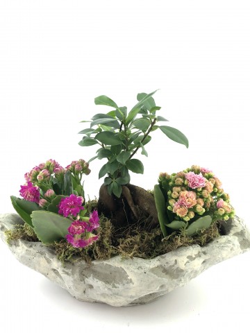 Doğa Harikası Bonsai ve Kalanchoe  Saksı Çiçekleri çiçek gönder