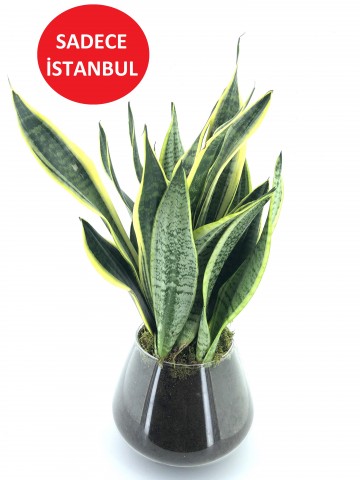 Sansevieria Bitkisi Saksı Çiçekleri çiçek gönder