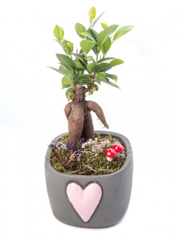 Cuore Serisi Ficus Ginseng Bonsai Tasarım Saksı Çiçekleri çiçek gönder