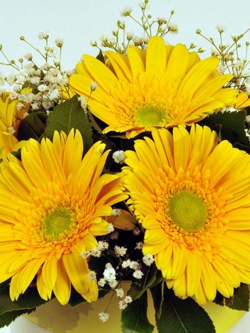Alman Papatyam Kutuda Çiçek çiçek gönder