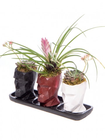 Trio Zeus Serisi Tillendsia Tasarım Saksı Çiçekleri çiçek gönder