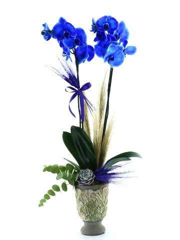 Mavi Orkide Serisi Orkideler çiçek gönder