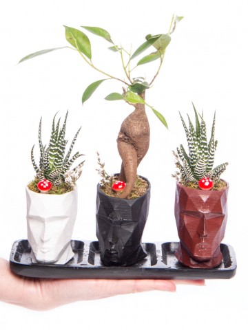 Trio Zeus Serisi Ficus Ginseng Bonsai Tasarım Saksı Çiçekleri çiçek gönder