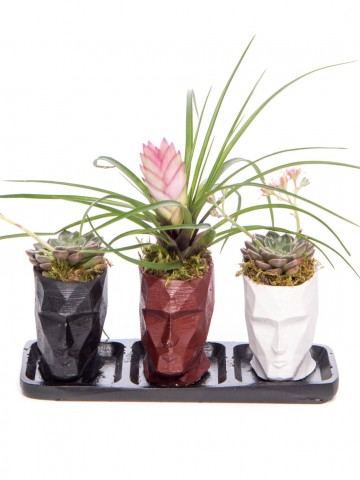 Trio Zeus Serisi Tillendsia Tasarım Saksı Çiçekleri çiçek gönder