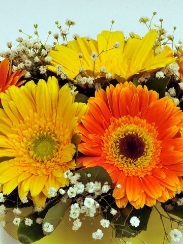 Sarı Papatyam Kutuda Çiçek çiçek gönder
