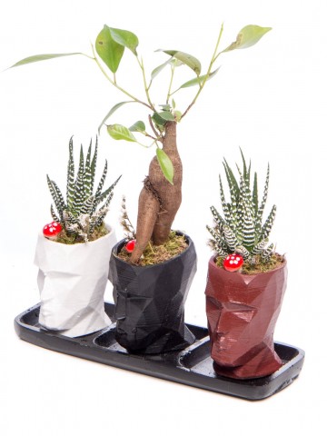 Trio Zeus Serisi Ficus Ginseng Bonsai Tasarım Saksı Çiçekleri çiçek gönder