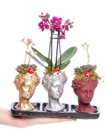 Trio Picta Hero Mini Orkide Tasarım Orkideler çiçek gönder