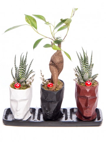 Trio Zeus Serisi Ficus Ginseng Bonsai Tasarım Saksı Çiçekleri çiçek gönder