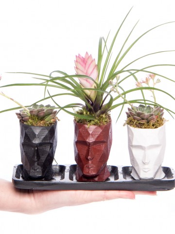 Trio Zeus Serisi Tillendsia Tasarım Saksı Çiçekleri çiçek gönder
