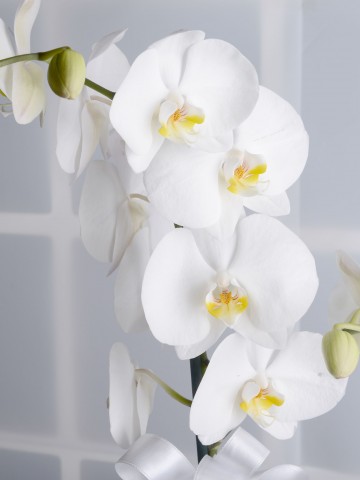 Masumiyet Timsali Tek Dallı Beyaz Orkide Orkideler çiçek gönder
