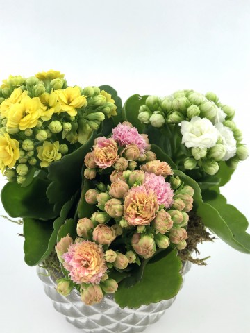 Renkli Kalanchoe Saksı Çiçekleri Saksı Çiçekleri çiçek gönder