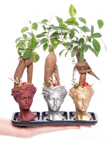 Trio Picta Hero Ficus Ginseng Bonsai Tasarım Saksı Çiçekleri çiçek gönder