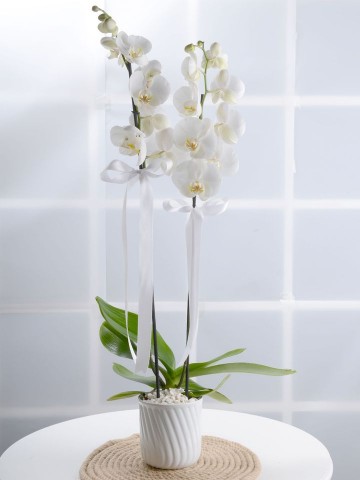 Masumiyet Timsali Beyaz Orkide Orkideler çiçek gönder
