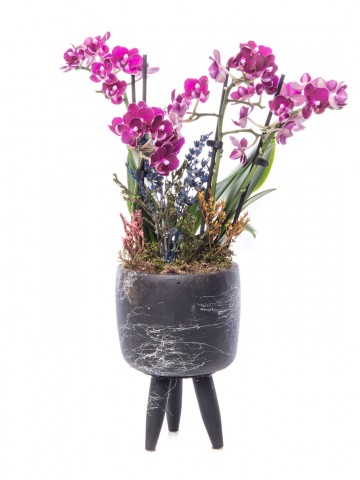 Auctore Serisi Mini Mor Orkide Tasarım Orkideler çiçek gönder
