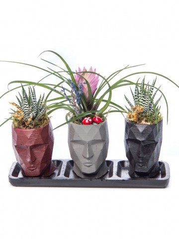 Trio Zeus Serisi Tillendsia Tasarım Saksı Çiçekleri çiçek gönder