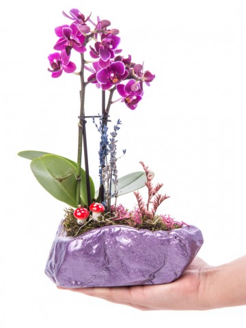 Pettam Serisi Mini Sarı Orkide Tasarım Orkideler çiçek gönder