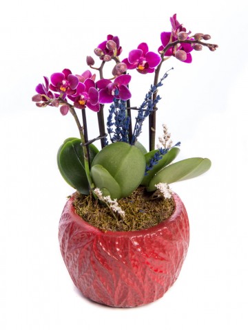 Maoka Serisi Mini Mor Orkide Tasarım Orkideler çiçek gönder
