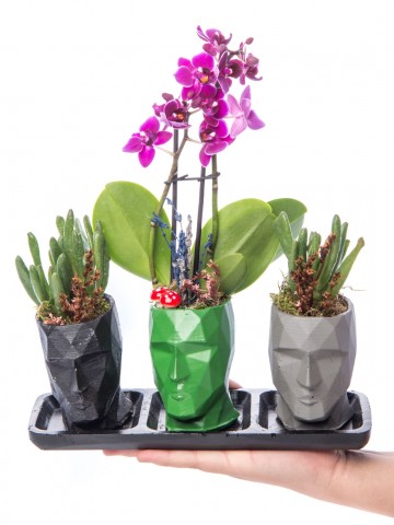 Trio Zeus Serisi Mini Mor Orkide ve Para Çiçeği Tasarım Orkideler çiçek gönder