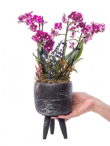 Auctore Serisi Mini Mor Orkide Tasarım Orkideler çiçek gönder
