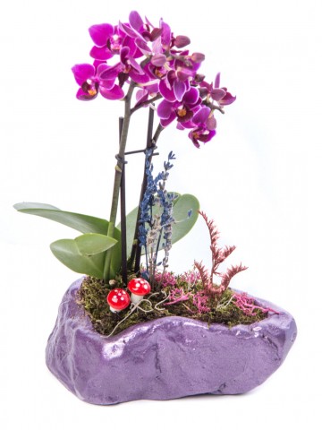 Pettam Serisi Mini Sarı Orkide Tasarım Orkideler çiçek gönder