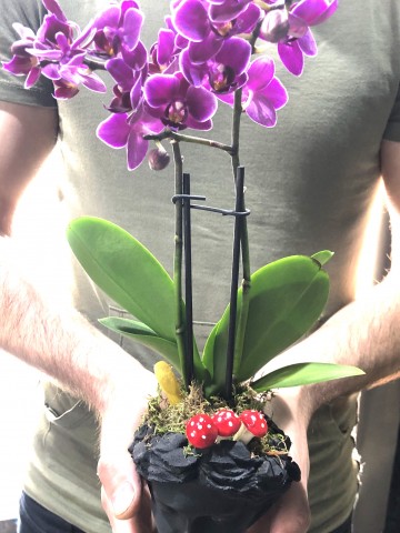 Helen Vazoda İki Dal Mor Orkide Orkideler çiçek gönder