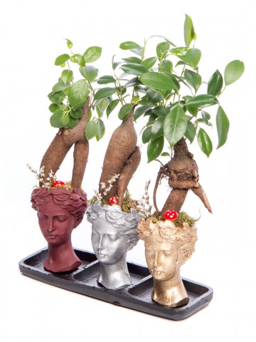 Trio Picta Hero Ficus Ginseng Bonsai Tasarım Saksı Çiçekleri çiçek gönder