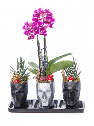 Trio Zeus Serisi Mini Mor Orkide ve Sukulent Tasarım Orkideler çiçek gönder