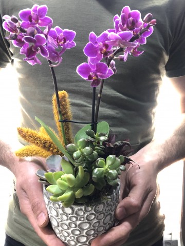 Asaletli Mor 2 Dal Orkide Orkideler çiçek gönder