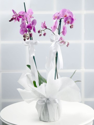 Toprak Kokusu Pembe Orkide Çiçeği Orkideler çiçek gönder